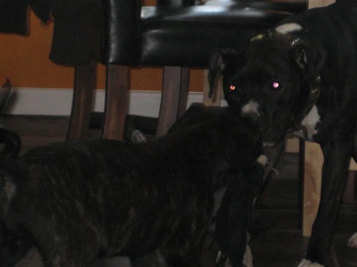 Amerikansk staffordshire terrier Zeus R.I.P 05-08-09 billede 16