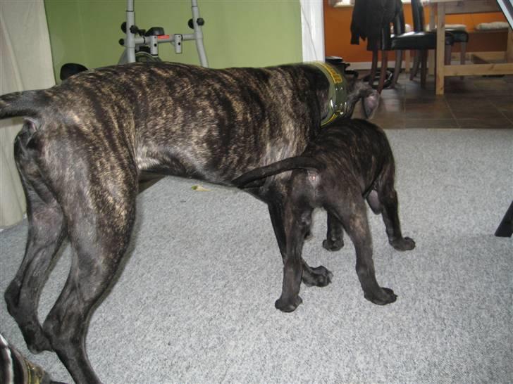 Blanding af racer Mallie  billede 13