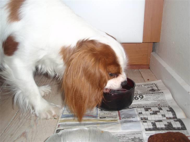 Cavalier king charles spaniel Vanilla - Puuh, så blev man lige tørstig var? :D <3 billede 4