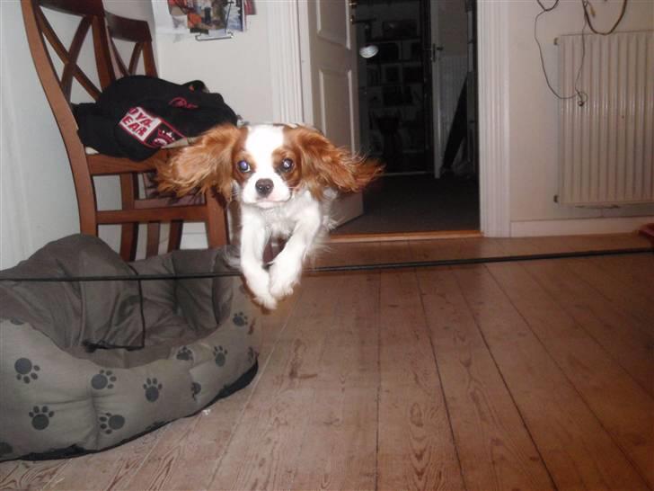 Cavalier king charles spaniel Vanilla - Kom så Putte-hund! <3 billede 5