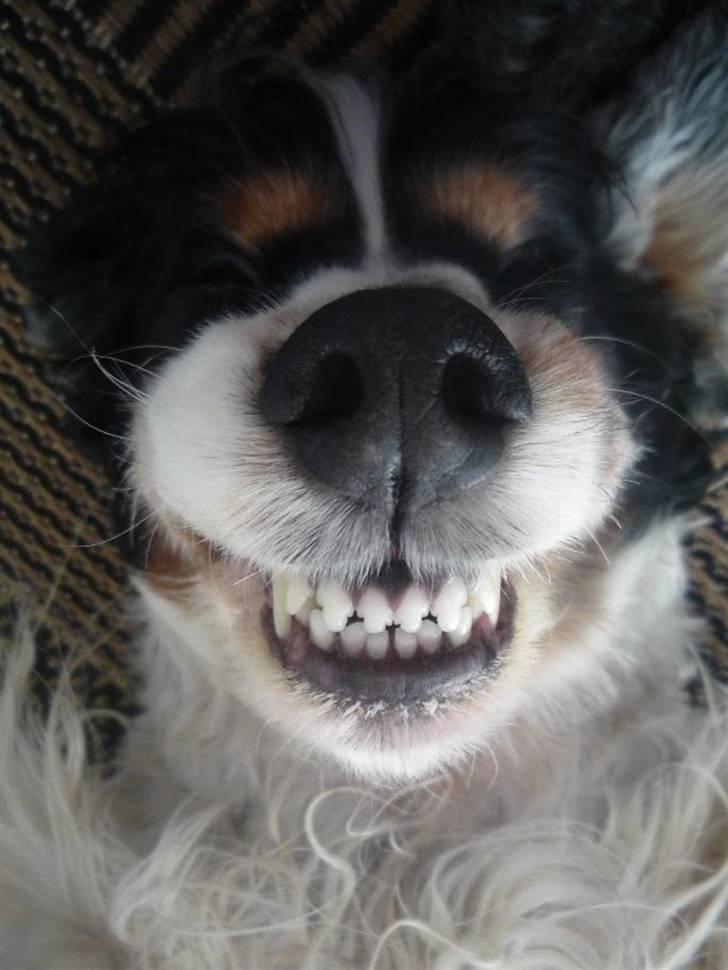 Cocker spaniel Barleys Tippe billede 17