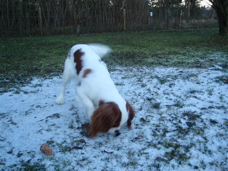 Cavalier king charles spaniel Vanilla - Vanilla elsker sne og at snuse til alt :) billede 6