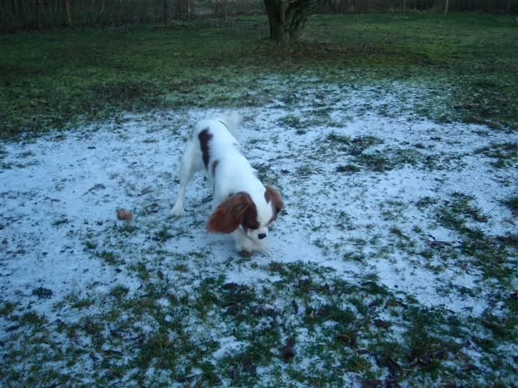 Cavalier king charles spaniel Vanilla - Niiiiiiiice, SNEEEEEEEEE ! <3 billede 7