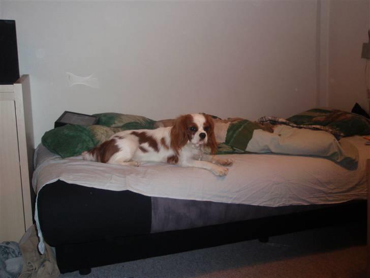 Cavalier king charles spaniel Vanilla - Hyyge i min seng :D billede 9