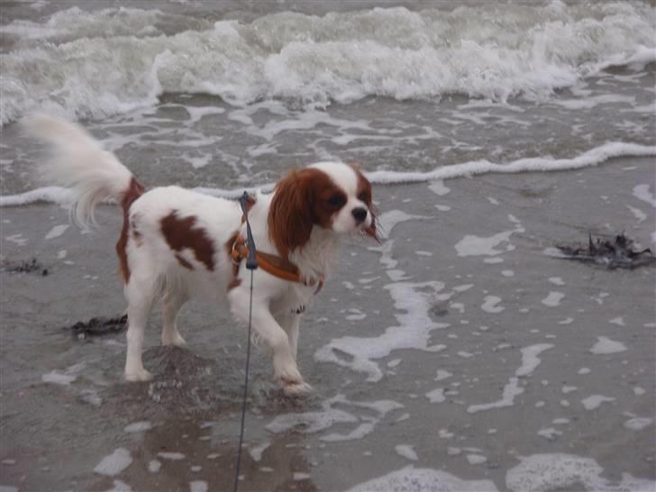 Cavalier king charles spaniel Vanilla - Den lille hund på stranden ved de store bølger! :) <3 billede 10