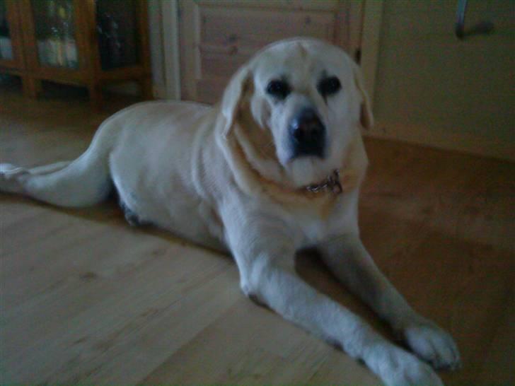 Labrador retriever *Luffe* billede 1