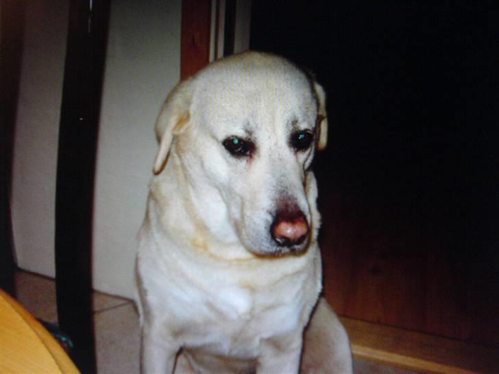 Labrador retriever *Luffe* billede 2