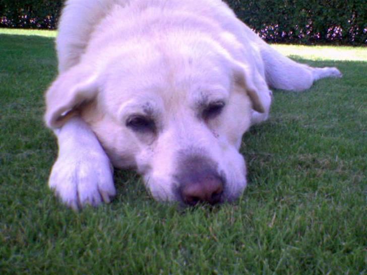 Labrador retriever *Luffe* billede 3