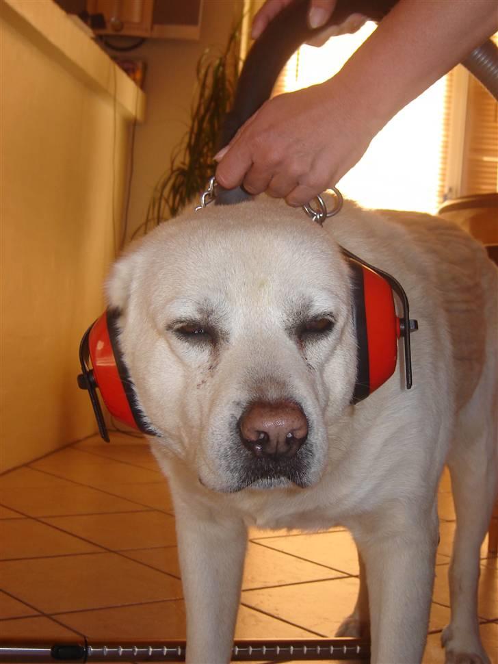 Labrador retriever *Luffe* billede 4