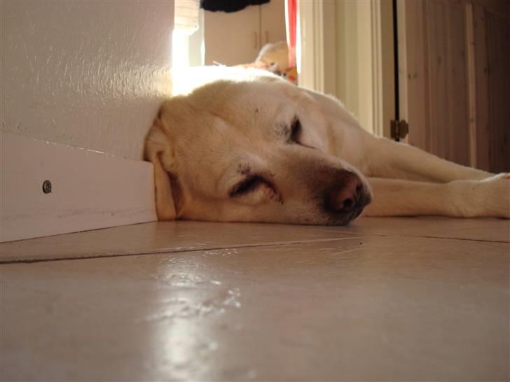 Labrador retriever *Luffe* billede 5