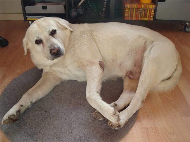 Labrador retriever *Luffe* billede 6