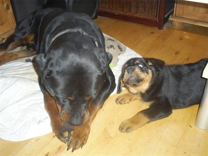 Rottweiler Ziva aka "pølse" - Blade..jeg vil også lege med strømpen!!! billede 7