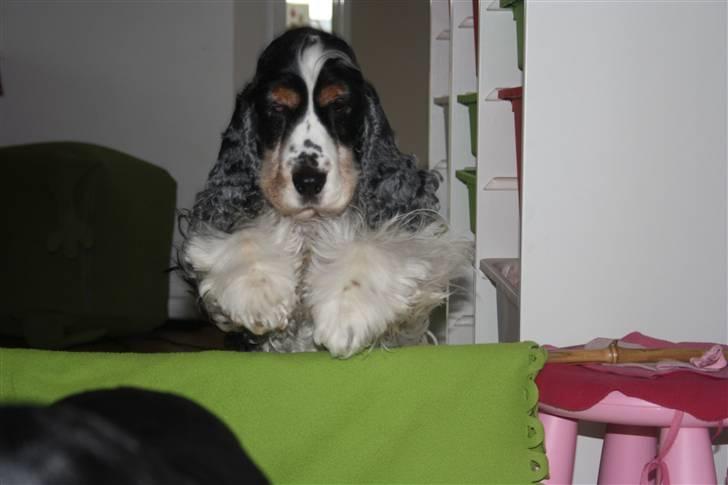 Cocker spaniel Barleys Tippe billede 18