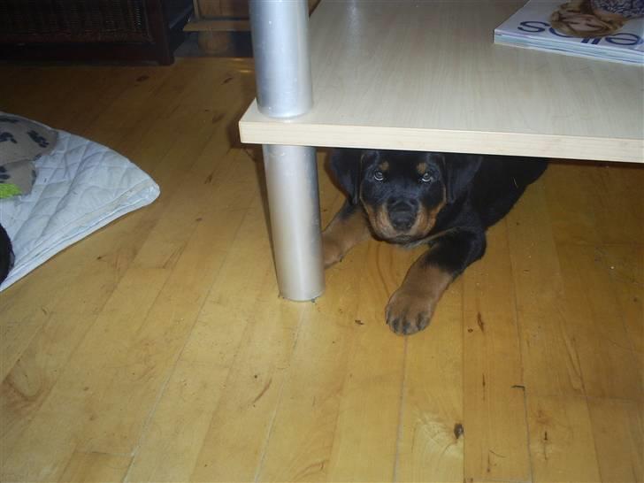 Rottweiler Ziva aka "pølse" - uha..Blade blev sur..jeg kan lige gemme mig her et øjeblik billede 8