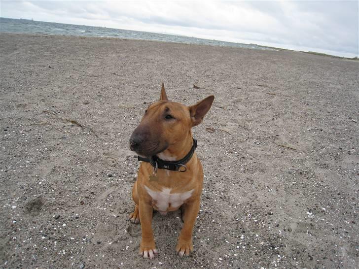 Bullterrier miniature Elmo (DKK) R.I.P. 14.3.11 billede 19