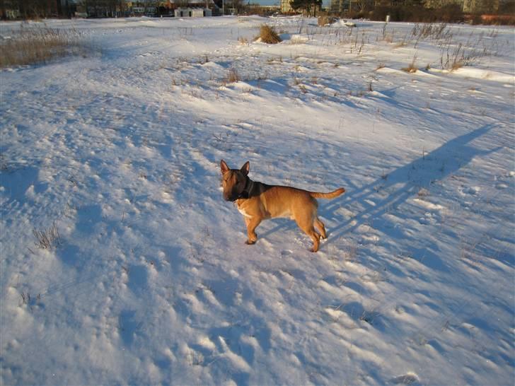 Bullterrier miniature Elmo (DKK) R.I.P. 14.3.11 billede 20