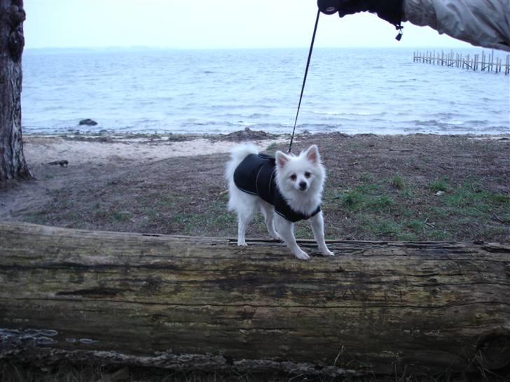 Volpino italiano Hedehuset´s Santa Lucia billede 12