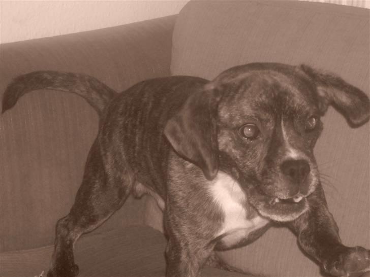 Blanding af racer Chico - waargh jeg er faarlig.. eller? billede 8