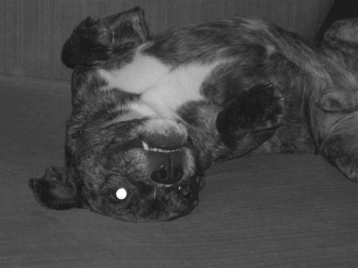 Blanding af racer Chico - jeg er død.  billede 9