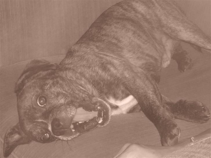 Blanding af racer Chico - jeg skulle lige se efter om jeg kunne brøle mens jeg lå på siden. lød noget sjovt syntes mor billede 10