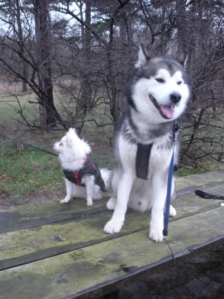 Volpino italiano Hedehuset´s Santa Lucia billede 13