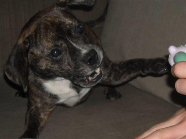 Blanding af racer Chico - haha, det bedste billed af chico. ved ikke hvad han laver, men det ser rigtig sjovt ud billede 11