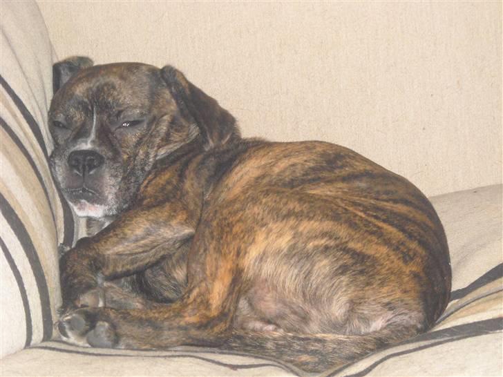 Blanding af racer Chico - zzzZZZzzz billede 12