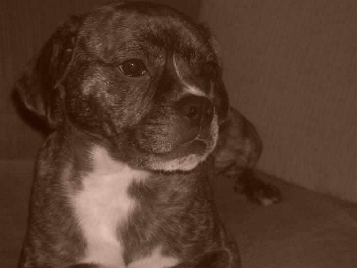 Blanding af racer Chico - er jeg ikk bare floooot billede 13