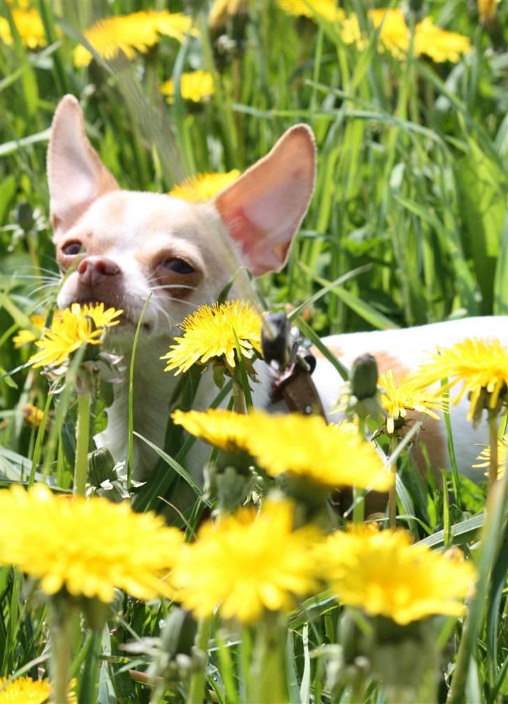 Chihuahua ELLA - Velkommen til Ellas profil. Læg gerne en kommentar, og en bedømmelse ;p  billede 1