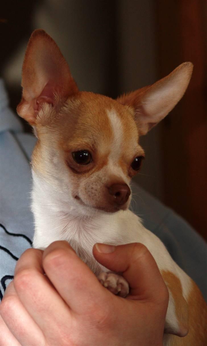 Chihuahua ELLA billede 2