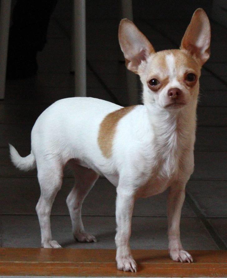 Chihuahua ELLA billede 3