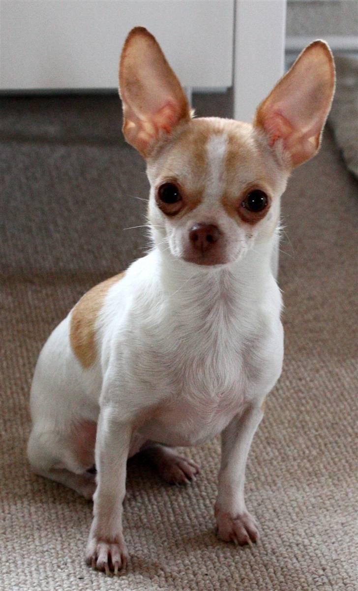Chihuahua ELLA billede 4