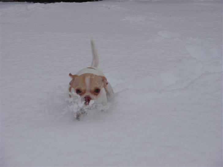 Chihuahua ELLA billede 6