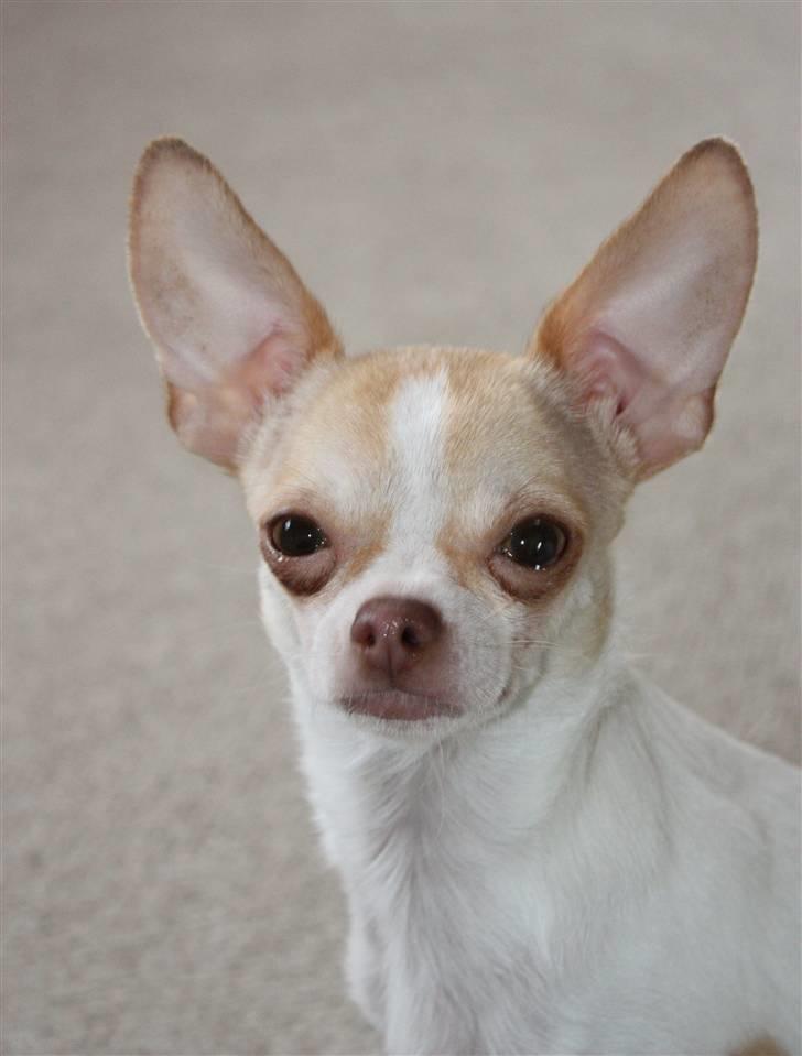 Chihuahua ELLA billede 7