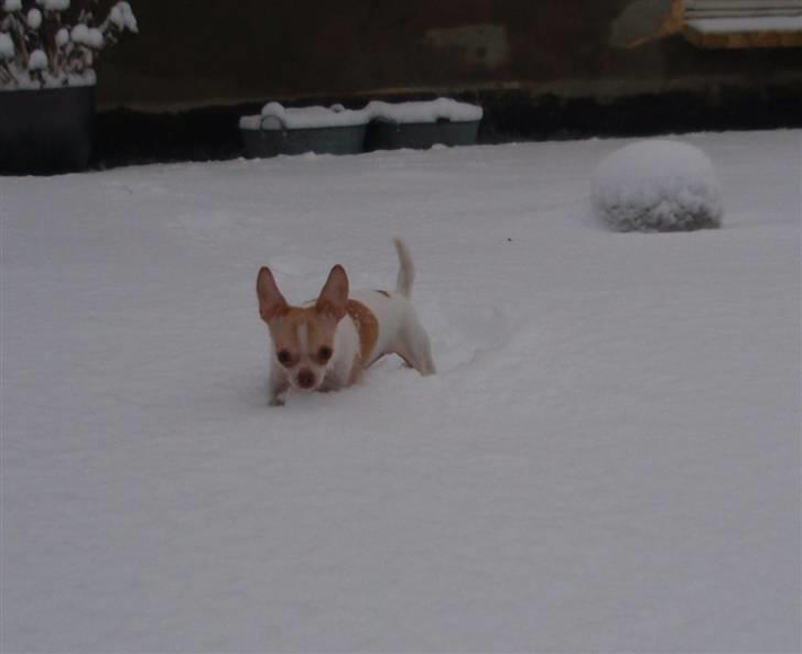 Chihuahua ELLA billede 8