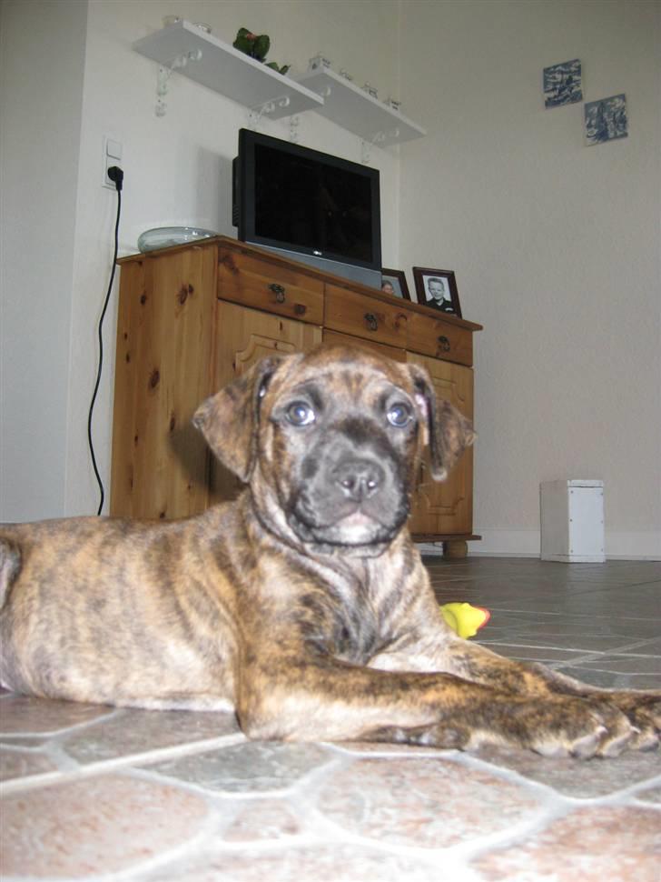 Blanding af racer Kita - Her er jeg ikke særlig gammel :) billede 2