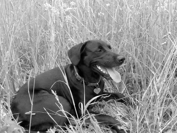 Blanding af racer Nala billede 8