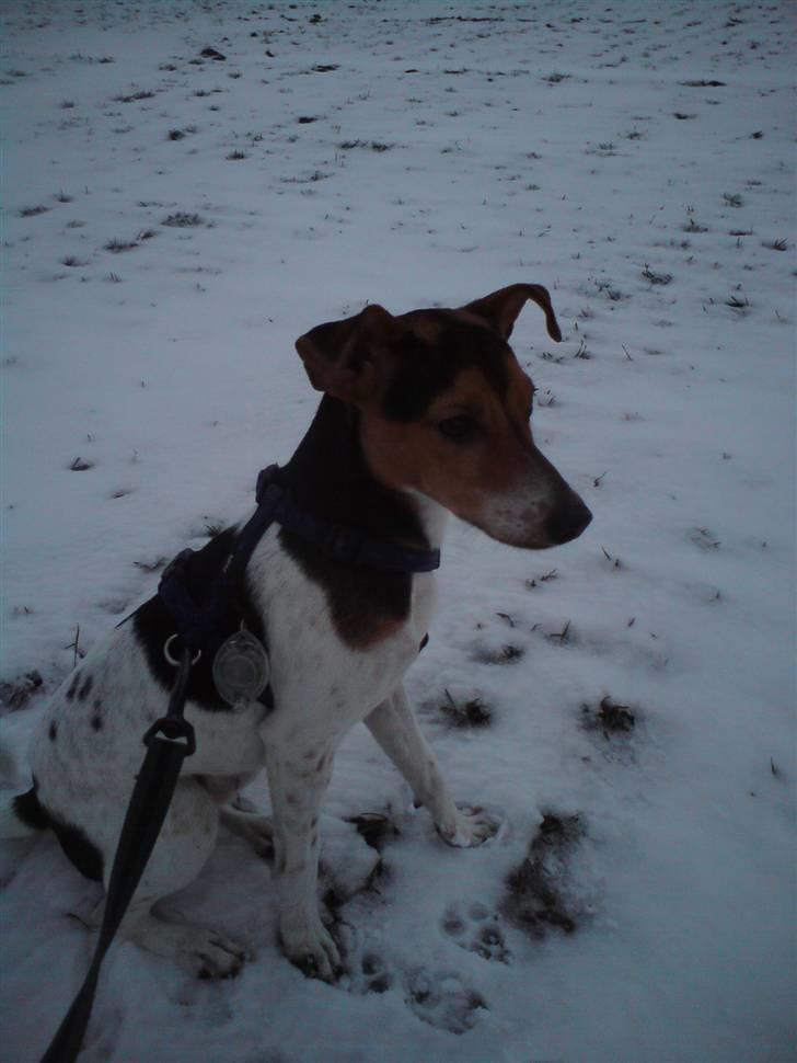 Dansk svensk gaardhund Loui  *himmelhund* :'/ - Den første sne jeg har været ude i :) billede 1