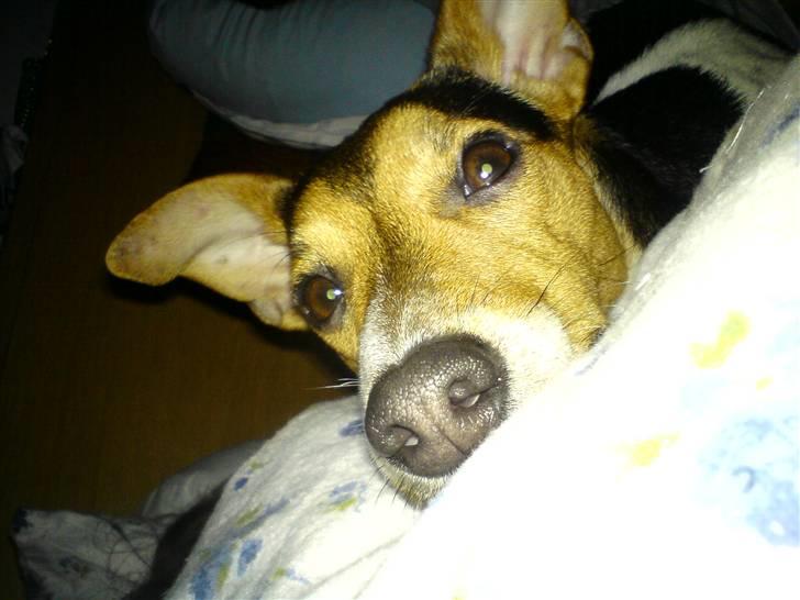 Dansk svensk gaardhund Loui  *himmelhund* :'/ - Åh, jeg er bare så træt :) billede 2