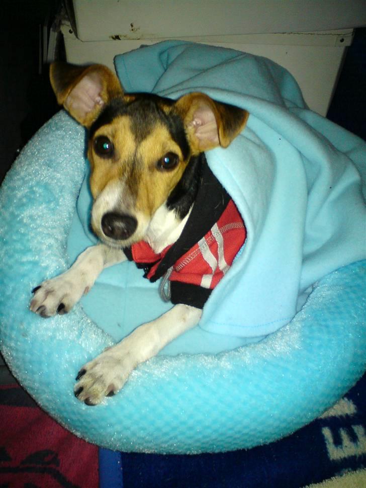 Dansk svensk gaardhund Loui  *himmelhund* :'/ - Argh, ikke flere billeder!  billede 3