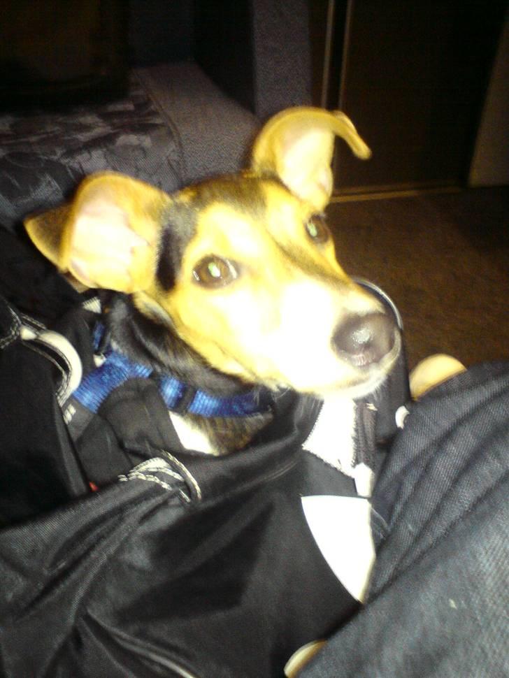 Dansk svensk gaardhund Loui  *himmelhund* :'/ - Min allerførste tog tur sammen med min Mor Rikke, skulle hjem og besøge Mormor, Morfar og min bedste ven Thor billede 4