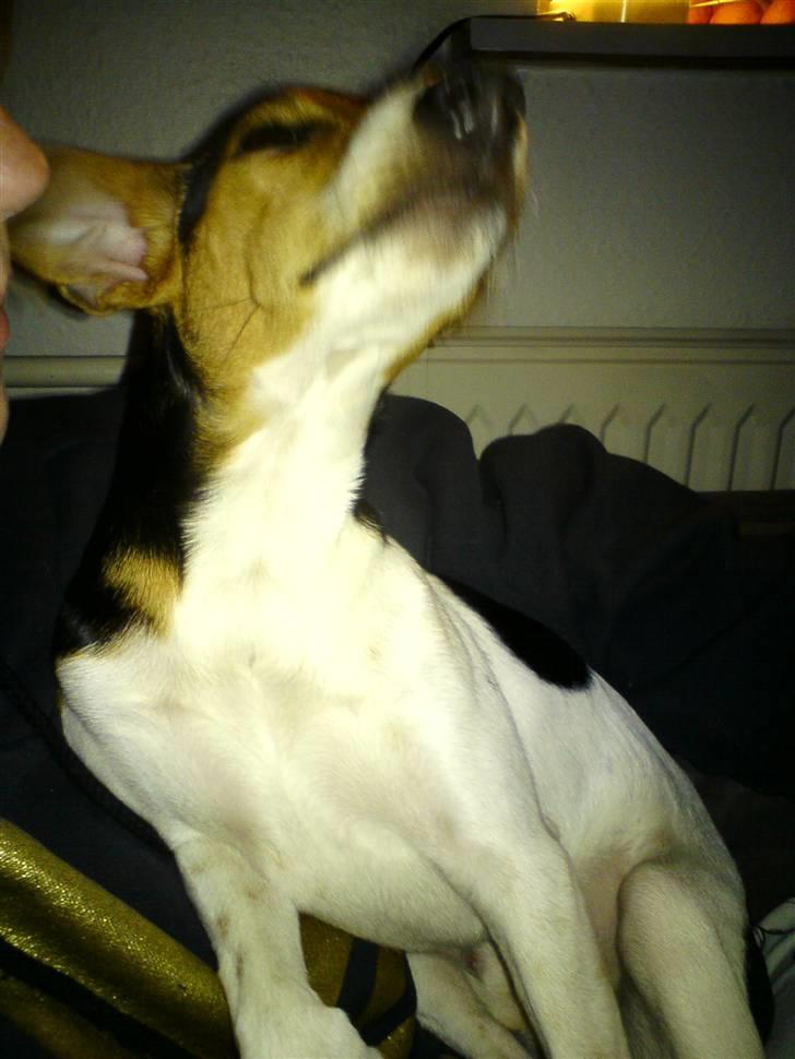 Dansk svensk gaardhund Loui  *himmelhund* :'/ - Åhh, jeg strækker mig lige :) billede 5