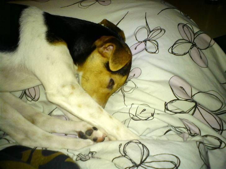 Dansk svensk gaardhund Loui  *himmelhund* :'/ - Det her har jeg lært af min mor, Mie :) billede 6