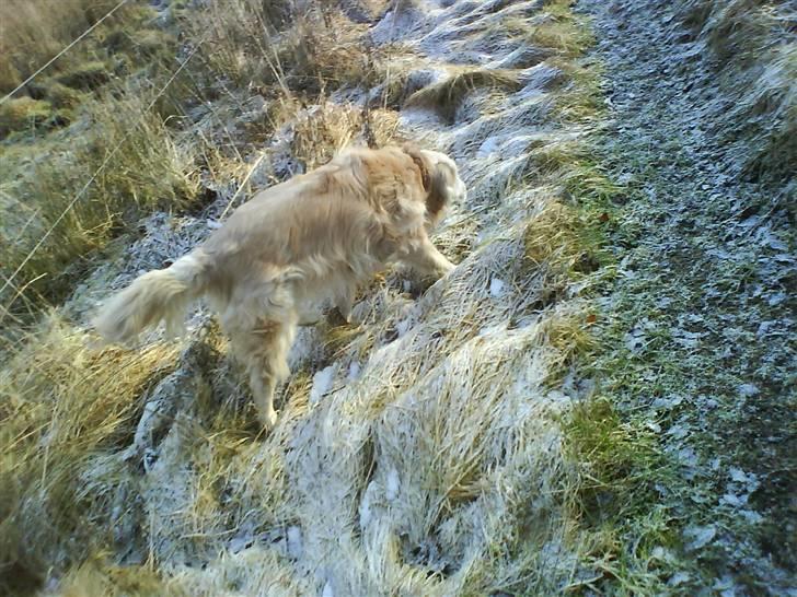 Blanding af racer Max billede 18