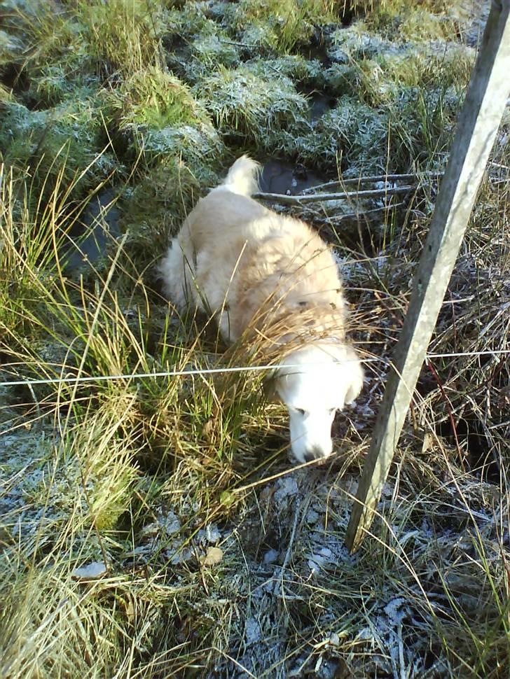 Blanding af racer Max billede 19