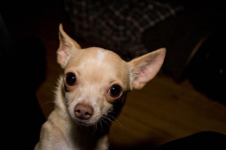 Chihuahua Alma - E.T. phone home :) billede 1