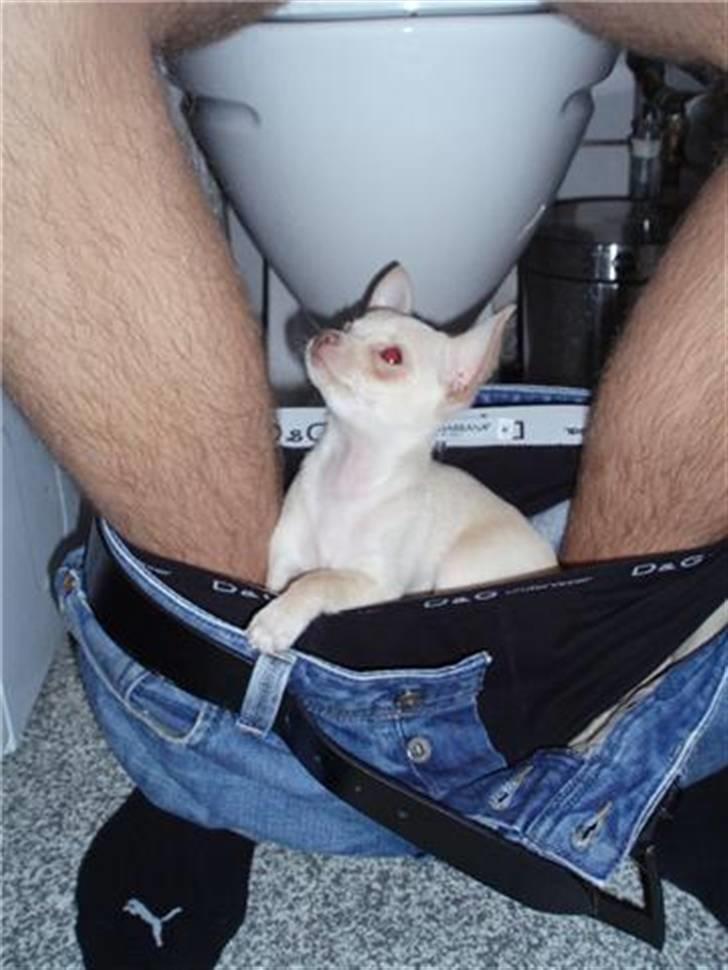 Chihuahua Alma billede 2