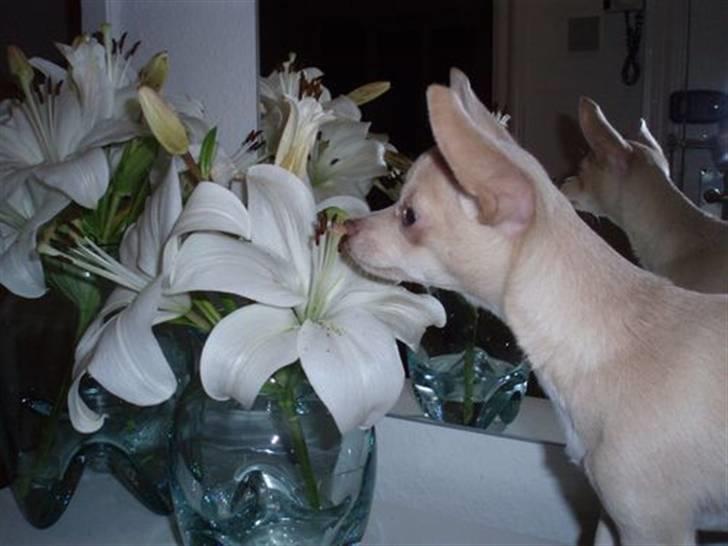 Chihuahua Alma billede 3