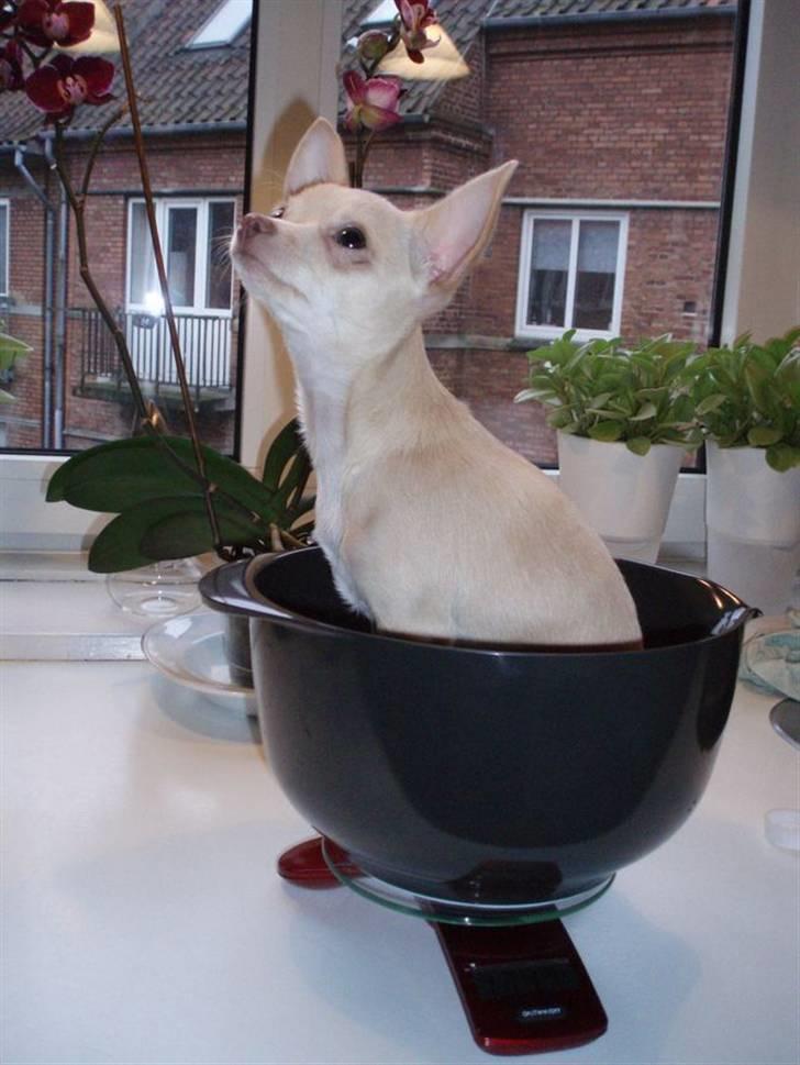 Chihuahua Alma - Når jeg bliver vejet, sidder jeg i margrethe-skålen billede 4