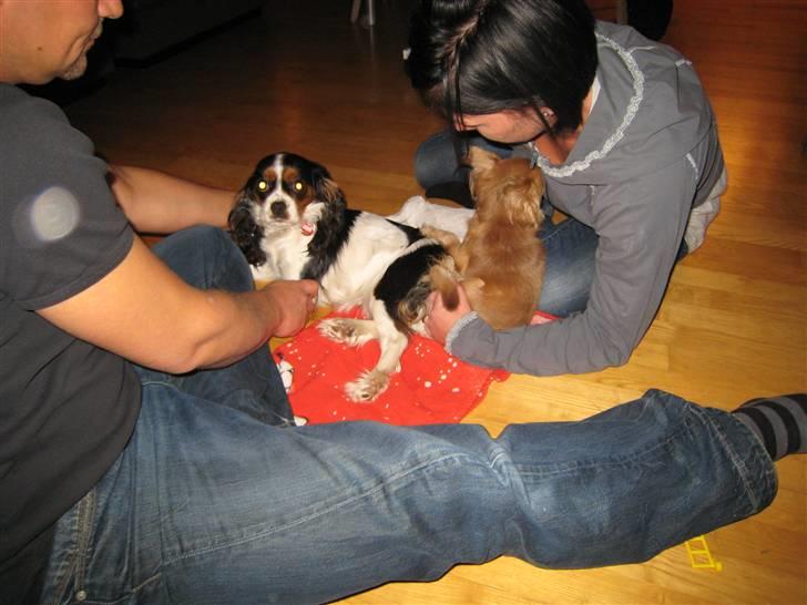 Cavalier king charles spaniel Zelma - her hænger Murpy og Zelma sammen billede 10